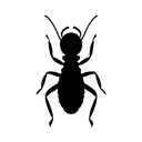Termite