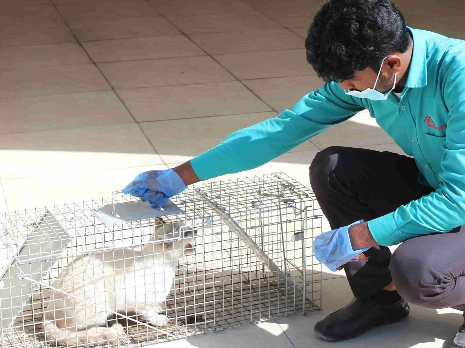 cat control services dubai