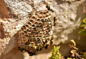Bees