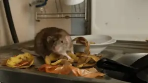 Rat Control