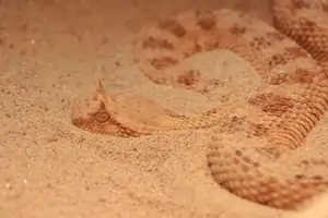 Snake